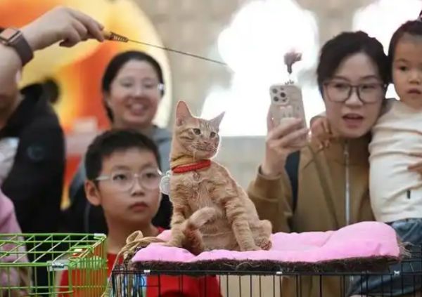 宠物“0元购”是真的吗?小心有猫腻!