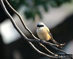 《如何训练伯劳鸟:实用技巧与宠物管理指南》