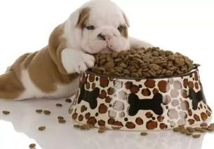 宠物狗都护不护食怎么办