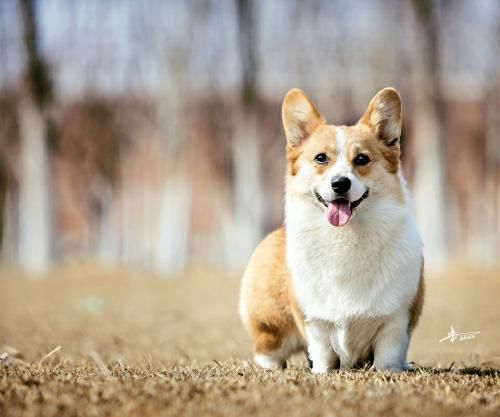 柯基能吃苹果吗？宠物饮食要注意哦！