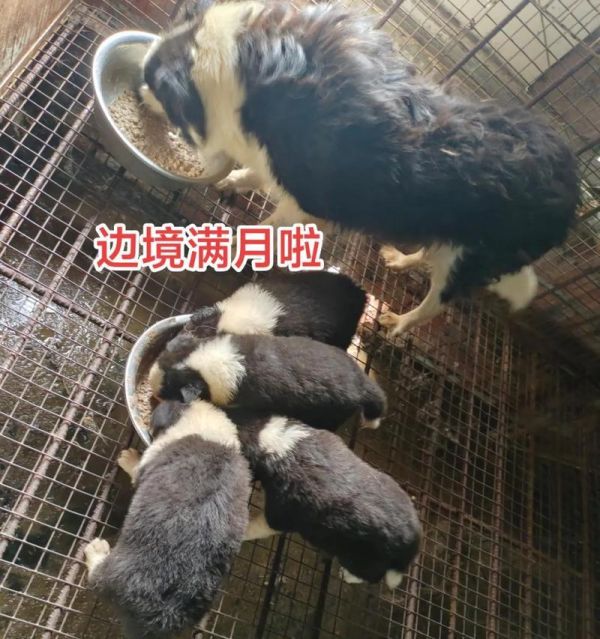 三个月边牧的饮食需求（营养均衡的饮食计划为您的宠物带来活力和健康）