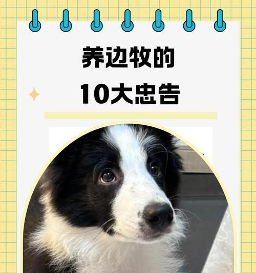 三个月边牧的饮食需求（营养均衡的饮食计划为您的宠物带来活力和健康）