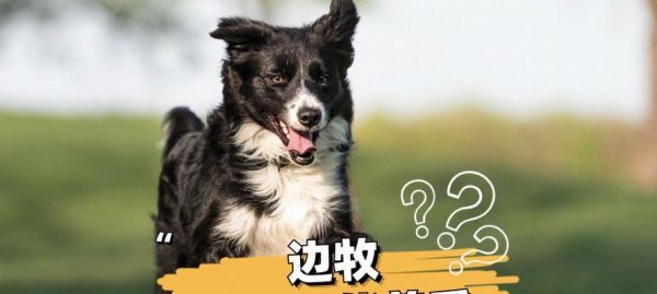 三个月边牧的饮食需求（营养均衡的饮食计划为您的宠物带来活力和健康）