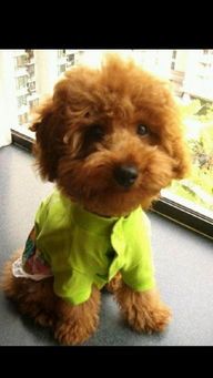 如何科学喂养贵妇犬?饮食与运动如何平衡?