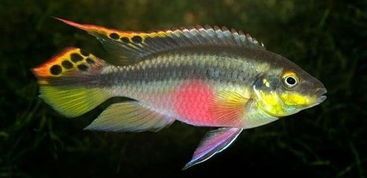 红肚凤凰鱼,宠物级饲养指南。