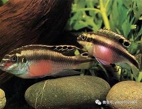 红肚凤凰鱼,宠物级饲养指南。