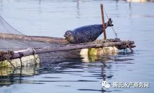 “宠物鱼儿新家,网箱选购指南!”