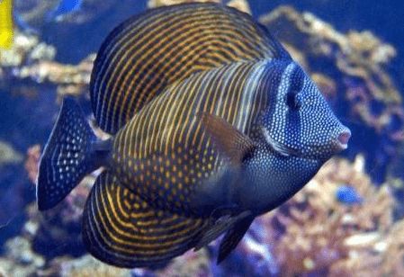 选购珍珠帆吊,这些技巧一定要掌握