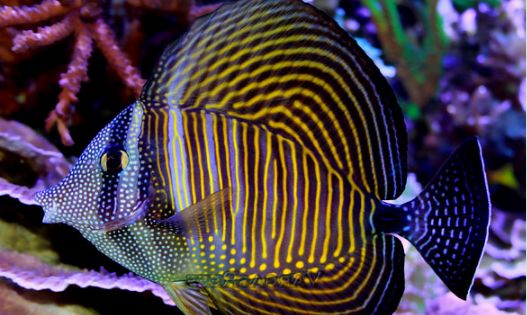 选购珍珠帆吊,这些技巧一定要掌握