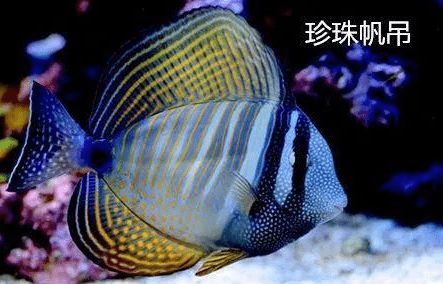 选购珍珠帆吊,这些技巧一定要掌握