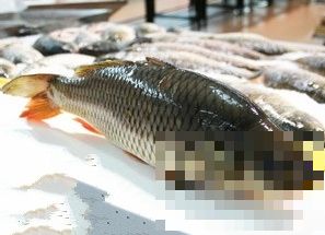 如何挑选新鲜鱼 鱼类挑选技巧分享