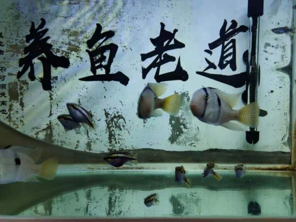 观赏鱼虽然算是商品,至少也是个活物吧?切记贪便宜、疯狂抢购