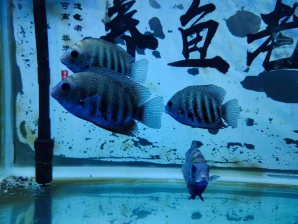 观赏鱼虽然算是商品,至少也是个活物吧?切记贪便宜、疯狂抢购