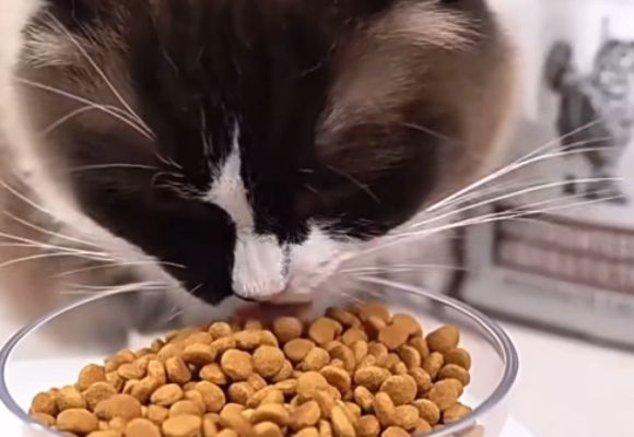 大牌猫粮有哪些?皇家处方粮领跑高端肠胃护理市场