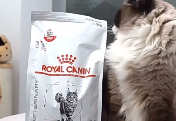 大牌猫粮有哪些?皇家处方粮领跑高端肠胃护理市场
