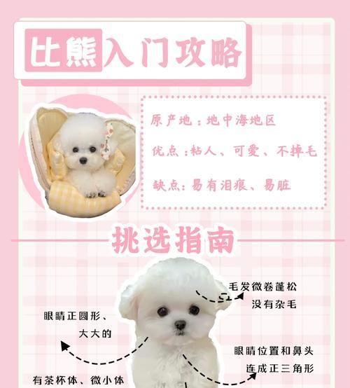 比熊泰迪串的寿命有多长?(探究比熊泰迪串的寿命影响因素及如何延长其寿命)