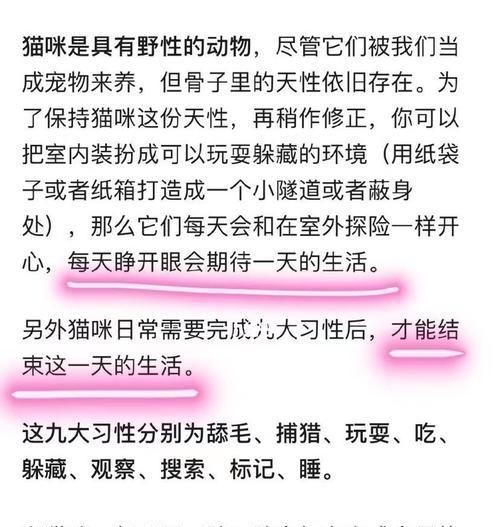 与猫咪互动的重要性(每天陪猫玩耍,增进你们的亲密关系)