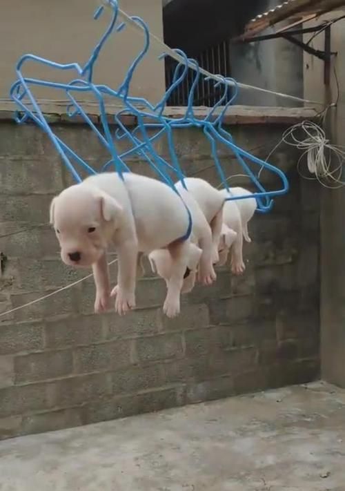 小狗晒太阳的最佳时间和方法(探索小狗晒太阳的健康之道)