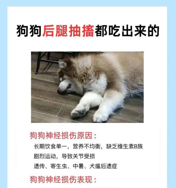 泰迪神经受损(探究泰迪神经损伤的恢复时间和关键因素)
