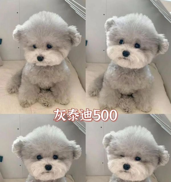 从灰色到完全变灰(揭开灰泰迪毛色变化的奥秘,掌握关键步骤与时间要求)