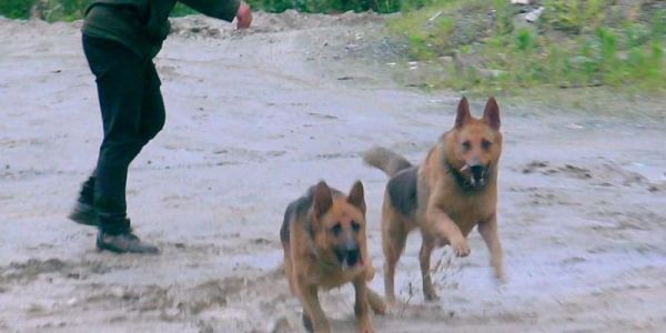 昆明犬成年期需要多长时间?(了解昆明犬成熟阶段的时间表及关键因素)