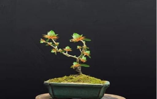 怎么养佛花千瓣金莲