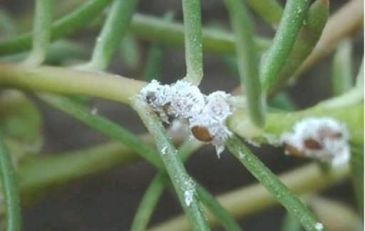 太阳花上的白色虫子有什么办法去除