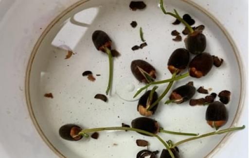 荷花籽怎么催芽
