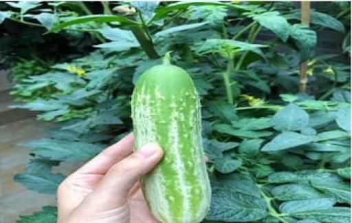 黄瓜一米高了结果的时间