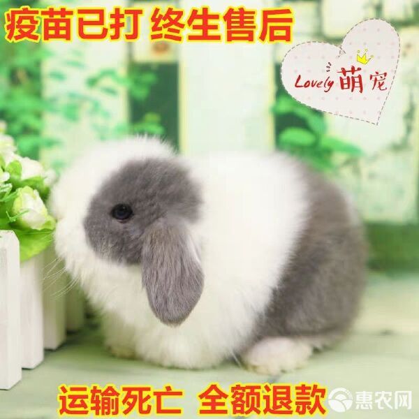 宠物兔,垂耳兔,折耳兔,道奇兔,迷你兔,批发零售