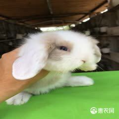 宠物兔,垂耳兔,折耳兔,道奇兔,迷你兔,批发零售