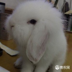 宠物兔,垂耳兔,折耳兔,道奇兔,迷你兔,批发零售
