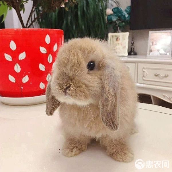 宠物兔,垂耳兔,折耳兔,道奇兔,迷你兔,批发零售