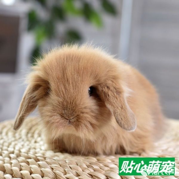 宠物兔,垂耳兔,折耳兔,道奇兔,迷你兔,批发零售