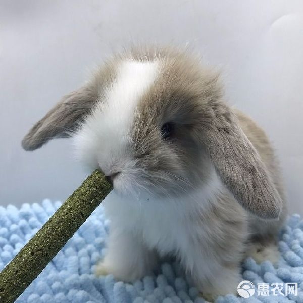 宠物兔,垂耳兔,折耳兔,道奇兔,迷你兔,批发零售