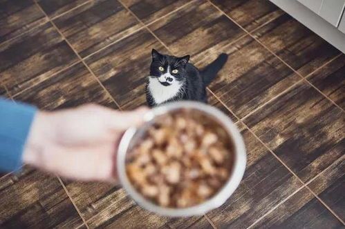 猫咪不宜吃豆干，选对食物更健康。