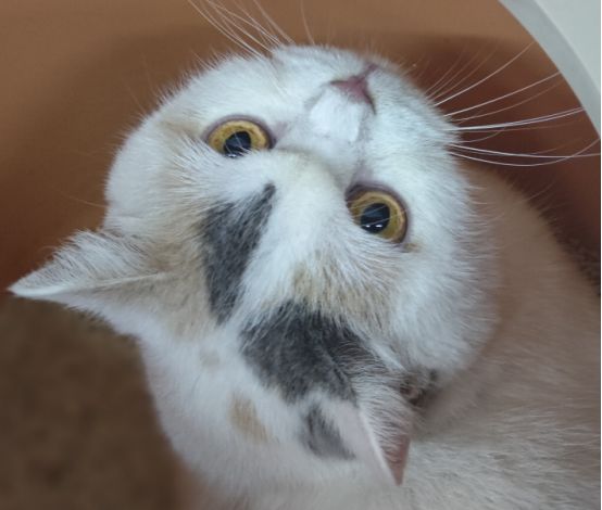 猫咪软便的原因