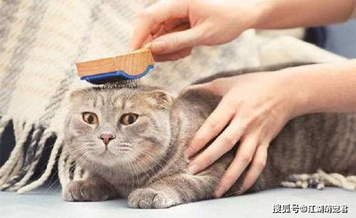 猫草后吐,调整猫粮结构。