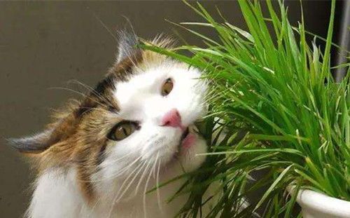 猫草后吐,调整猫粮结构。