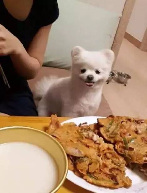 博美拉稀处理攻略:饮食调整+药物选择