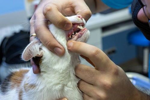 猫咪拉稀,可能是猫粮不合适。调整饮食。