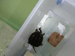 鳄龟每天需要喂食几次?