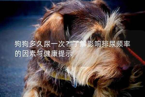 狗狗多久尿一次?了解影响排尿频率的因素与健康提示