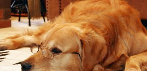 狗狗呼吸频率和心率的正常值(了解狗狗的生理指标,守护它们的身心健康)