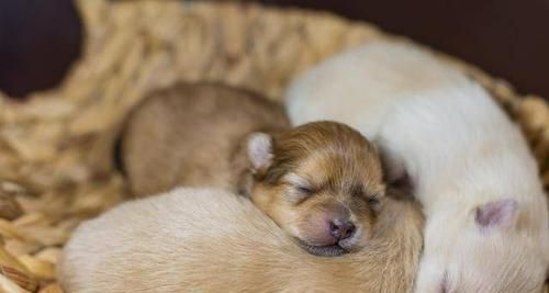 狗狗呼吸频率和心率的正常值(了解狗狗的生理指标,守护它们的身心健康)