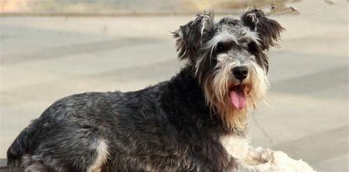 狗狗呼吸频率和心率的正常值(了解狗狗的生理指标,守护它们的身心健康)