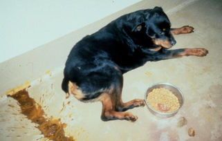 狗狗拉稀严重，怎么办？