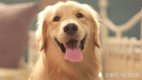 “狗狗吃胡萝卜,频率宜适量,健康饮食指南!”