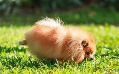 小狗排尿频率知多少?