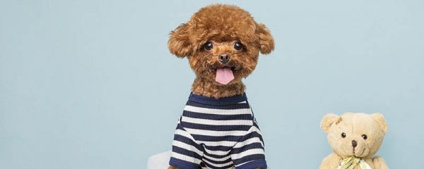 贵宾犬吃什么食物好
